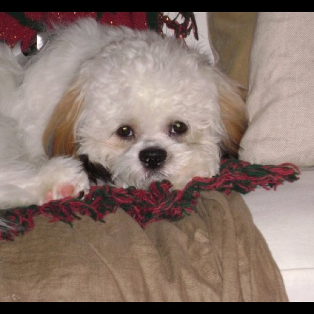 Meet your Posher, Carole